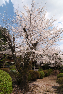 九州で桜を撮りに行くのは初めて１２