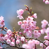 ３月後半でも満開までもう少しなロケット桜