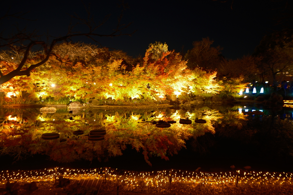 なばなの里にて紅葉ライトアップ２
