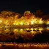 なばなの里にて紅葉ライトアップ２