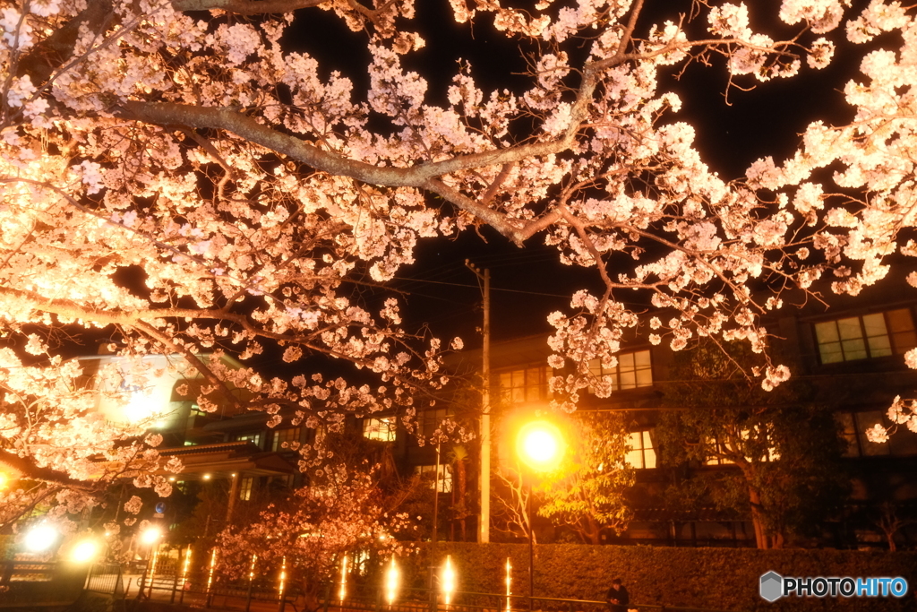 玉湯川堤の夜桜９