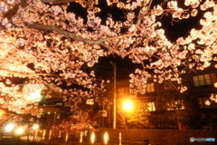 玉湯川堤の夜桜９