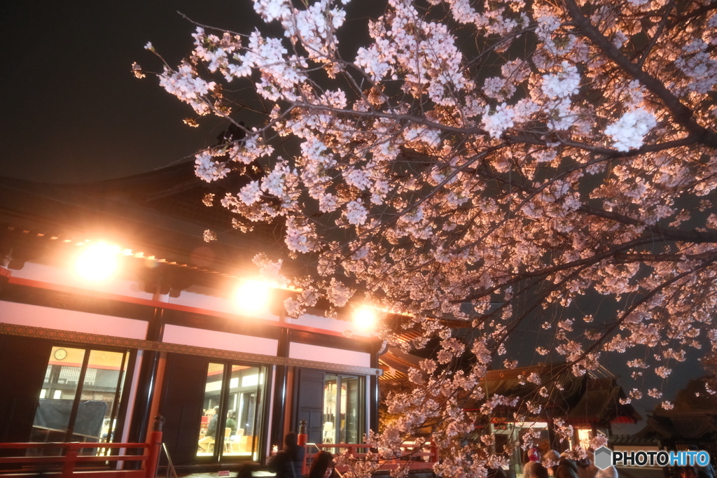 本妙寺桜灯籠７