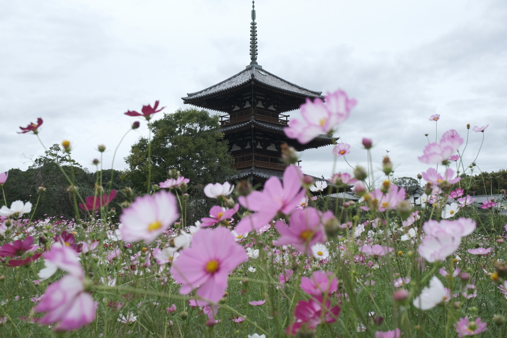 法起寺の秋桜６