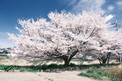 晴れた日に見れた見頃の桜、大神神社へ向かう途中２