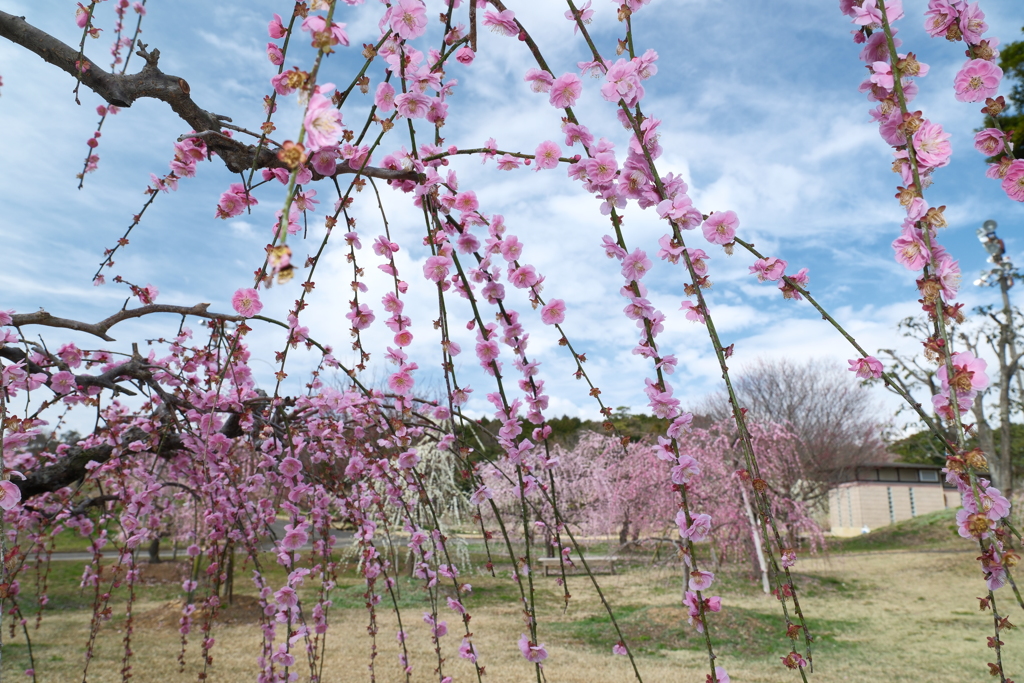 今年やっと見れた梅の花９