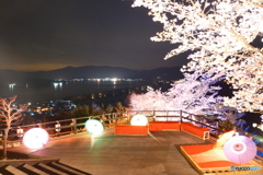 2024傘彩桜３