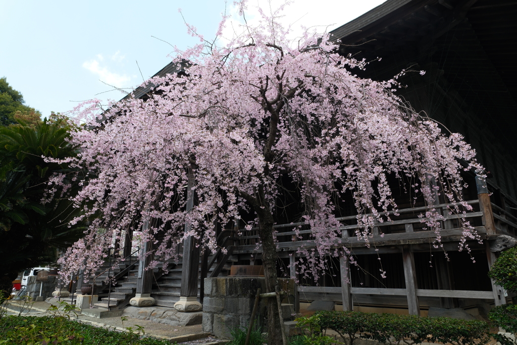 九州で桜を撮りに行くのは初めて１３