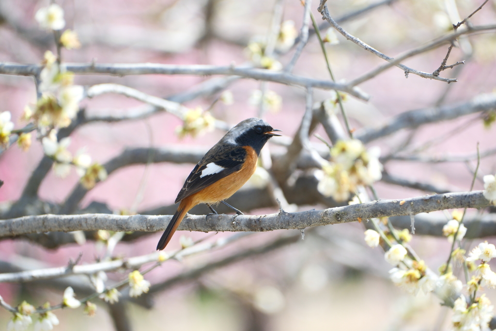 今年やっと見れた梅の花１３