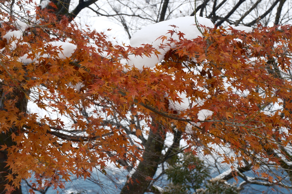 豪雪地帯のなごり紅葉４