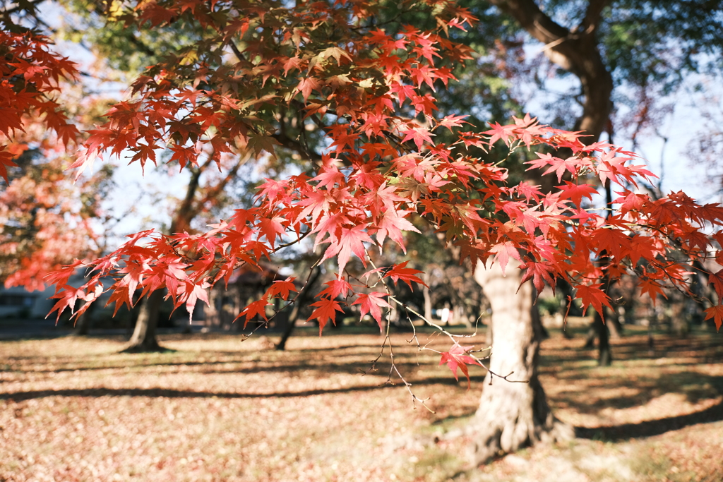 休業期間も終わり、紅葉も終わろうとするとき１