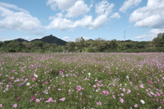 やっと晴れた日に秋桜を撮りにいけた時６