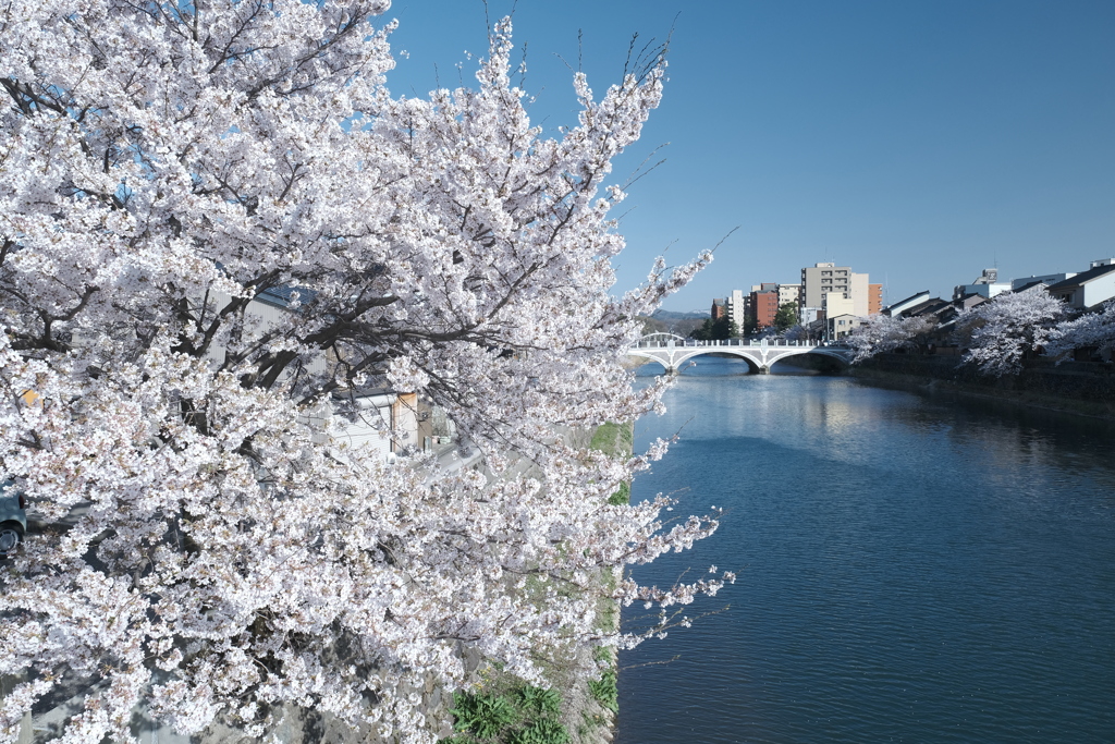 快晴の桜日和、浅野川沿い１０