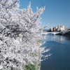 快晴の桜日和、浅野川沿い１０