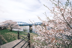 今年の桜は見頃のタイミングに難攻した挙句散り始め、綾部にて１