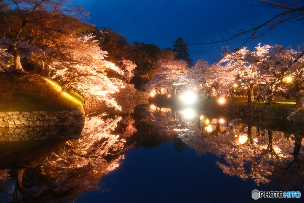 今年の桜の見納めに彦根城周辺の夜桜２