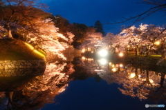 今年の桜の見納めに彦根城周辺の夜桜２