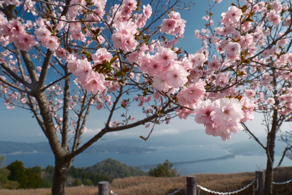 桜の季節で数少ない週末晴れた時１１