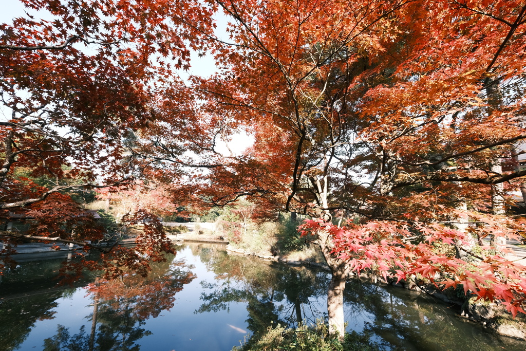 11/15にして今年の日中最後の紅葉巡り６