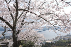 傘松公園の桜は満開５