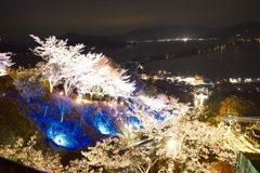 傘松公園夜桜ライトアップ、傘彩桜１０