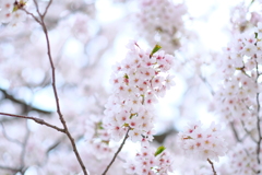 中山寺の桜３