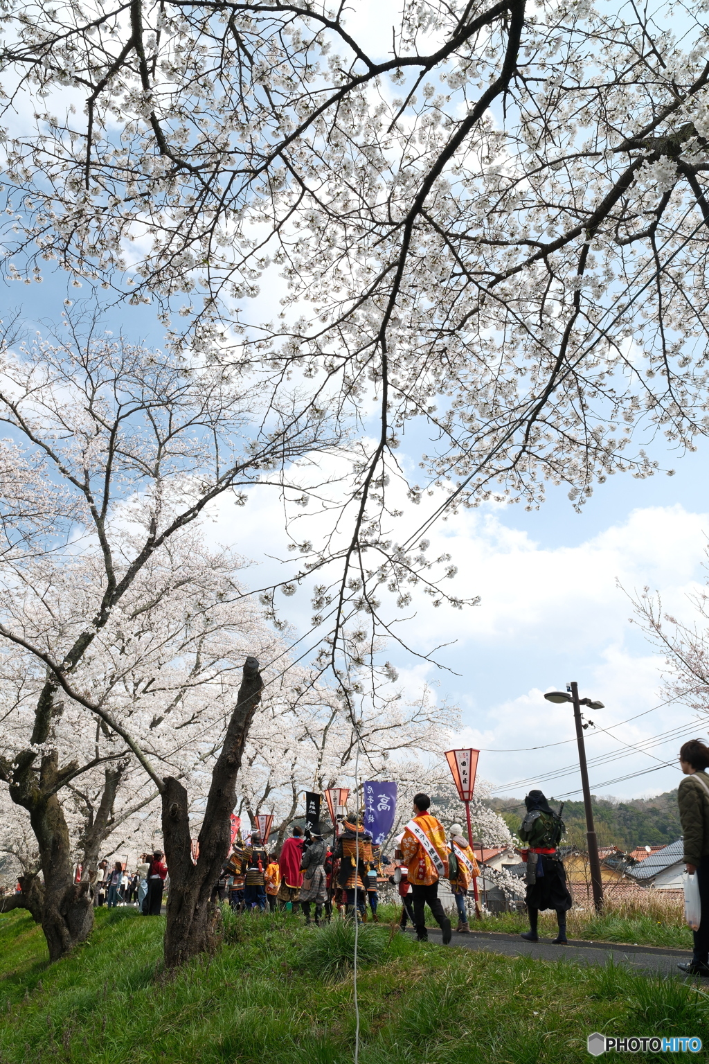雲南市桜まつり2025　5