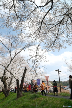 雲南市桜まつり2025　5