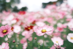 藤原宮跡の秋桜４