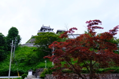 福知山城　季節外れの紅葉