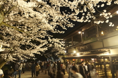 終電迄時間がなかったので大急ぎで撮った夜桜、兼六園と金沢城公園の間１