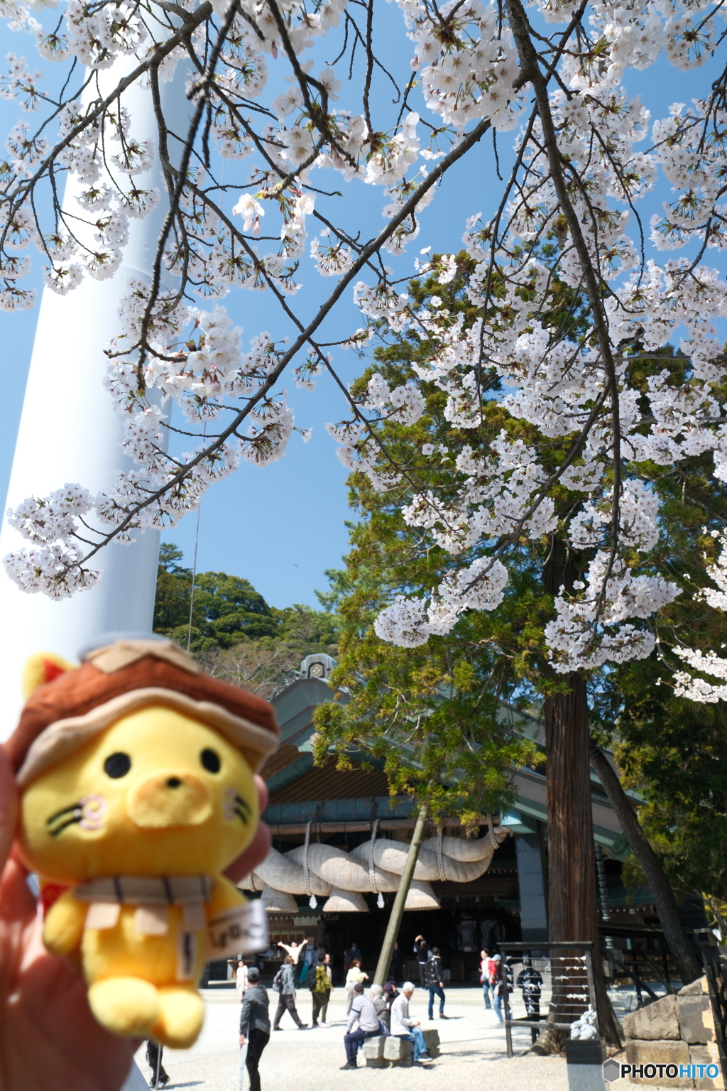 良縁は快晴の桜巡りにあり１０