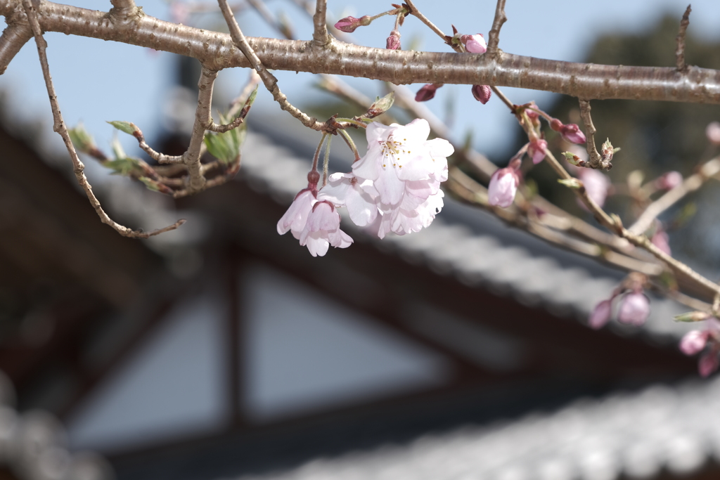 快晴の時にコロナ騒動で出不精な訳にはいかない俺１