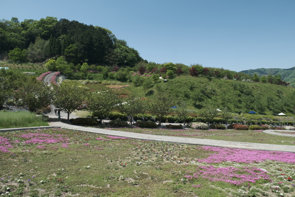 京丹後に花の郷１５