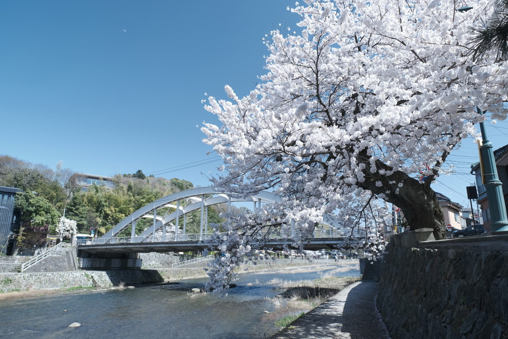快晴の桜日和、浅野川沿い１