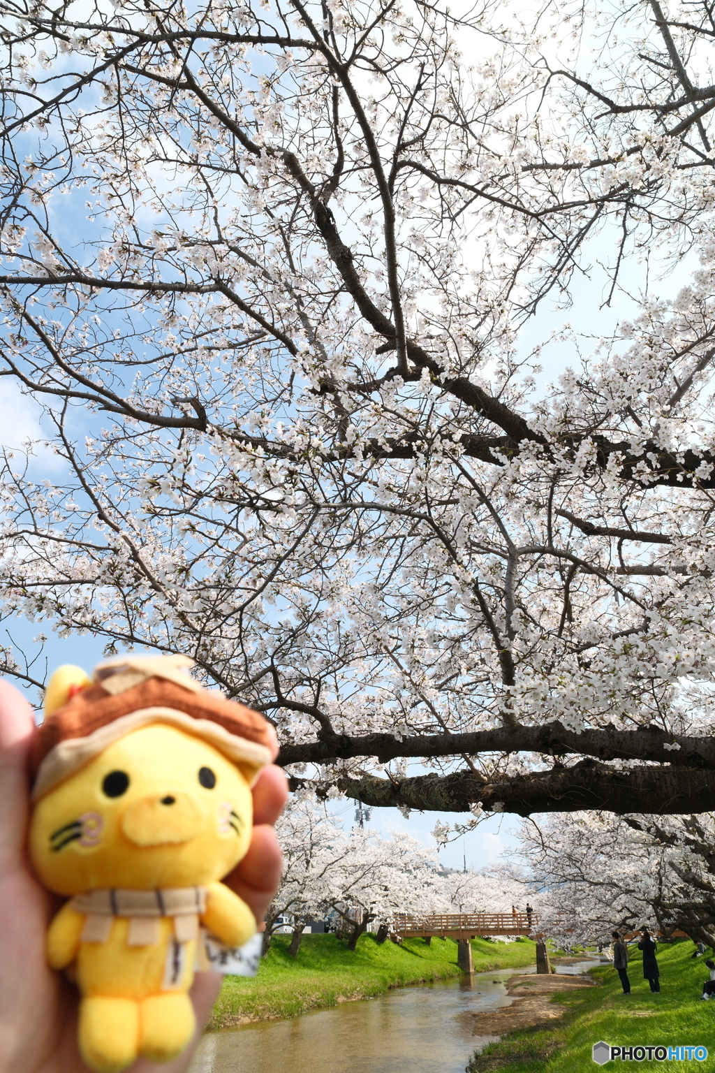 玉湯川堤の桜は長い道のり１