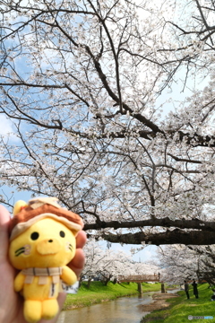 玉湯川堤の桜は長い道のり１