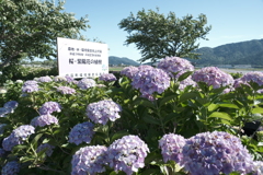 晴れた日の宮荘川の紫陽花１