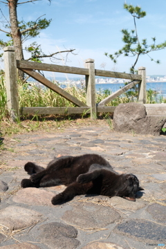 桜島を巡る旅４