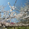 ３月後半でも満開までもう少しな梅６