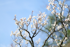 中山寺梅林公園にて6