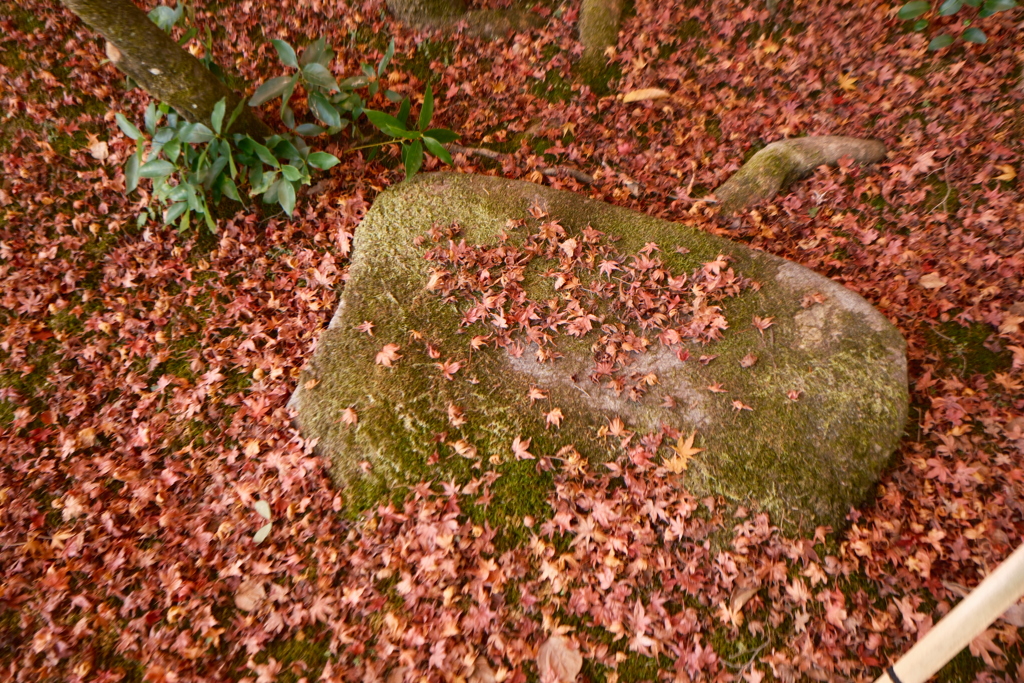 X-T5新調後、年末最後の紅葉(龍野公園)７