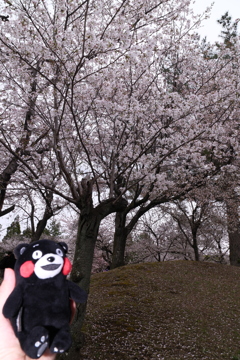 九州で桜を撮りに行くのは初めて４