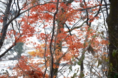 豪雪地帯のなごり紅葉５