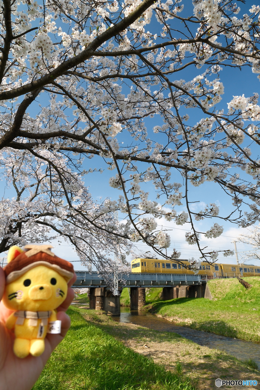 玉湯川堤の桜は長い道のり５