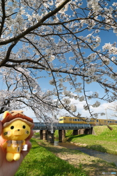 玉湯川堤の桜は長い道のり５
