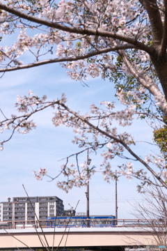 熊本市とある河川周辺の桜２