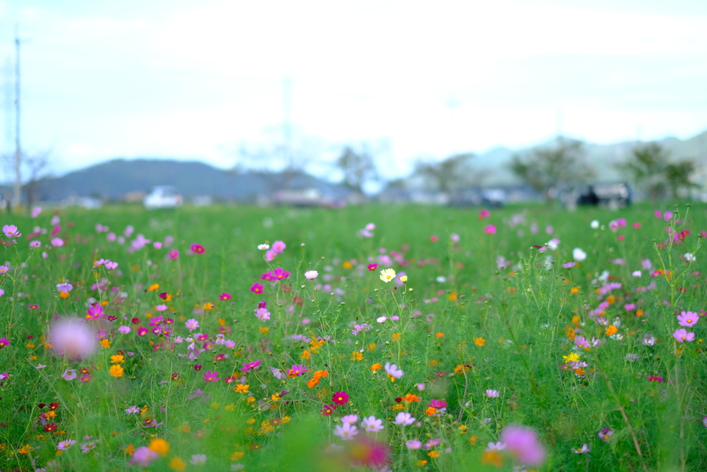 野田町コスモス畑２３