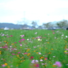 野田町コスモス畑２３