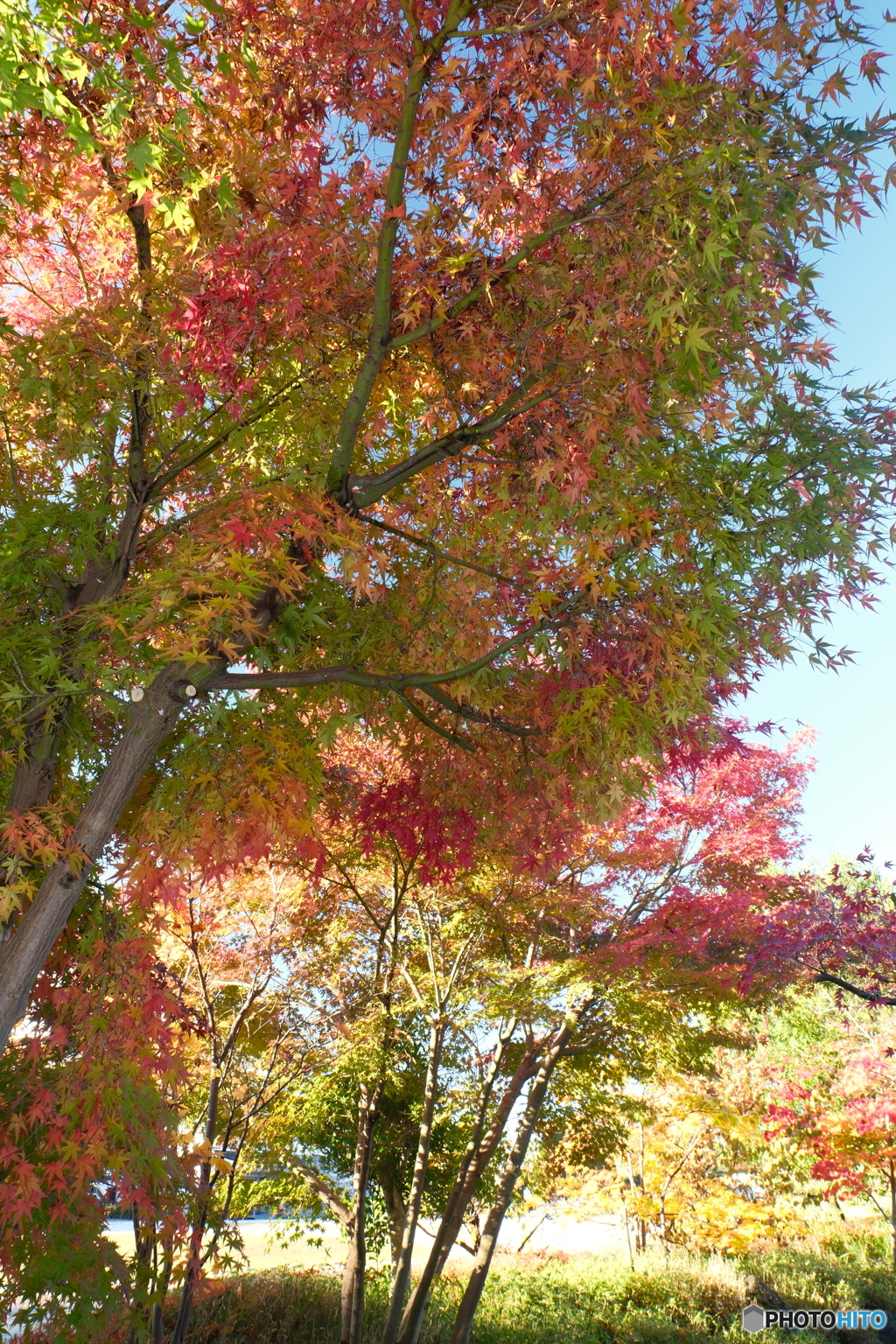 富山城の紅葉2024-3